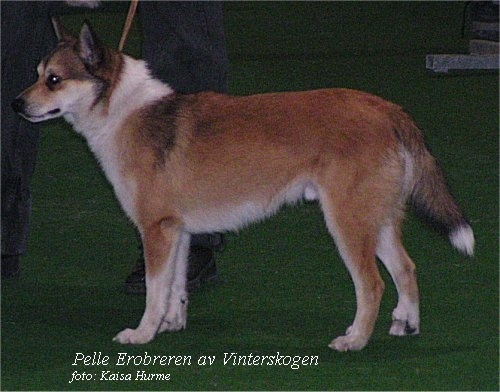 pelle erobreren.JPG